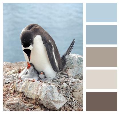 Bird Gentoo Penguin Penguin Image